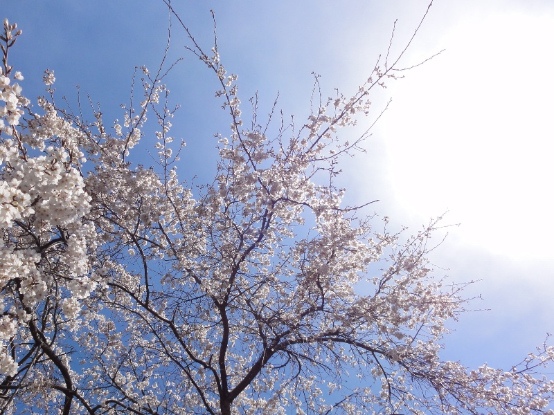 桜の様子（2012年4月6日現在）