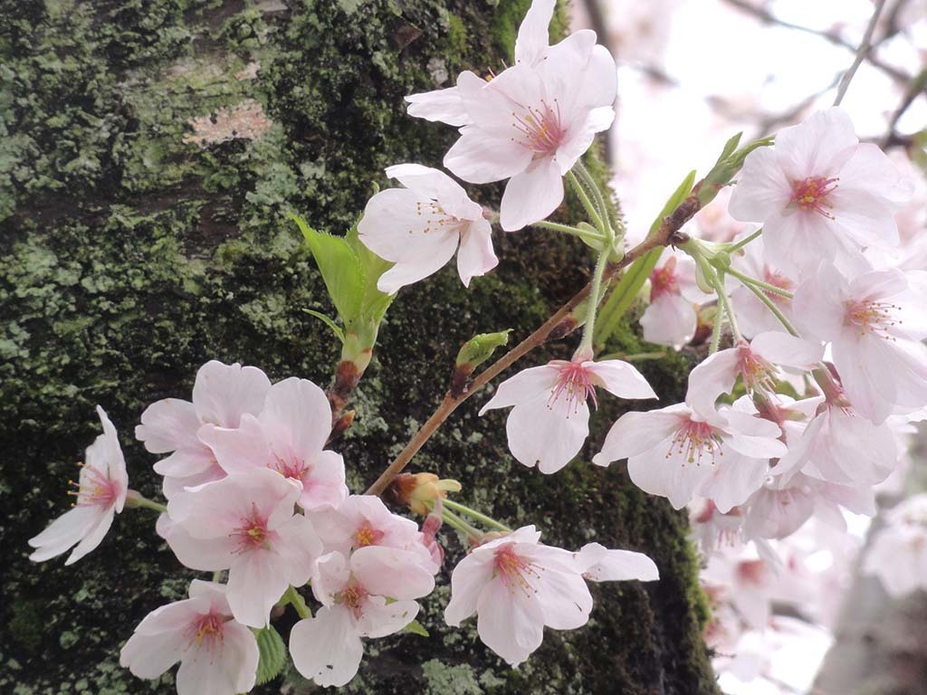 今年は少し遅めの印象？満開の桜を見てきました。